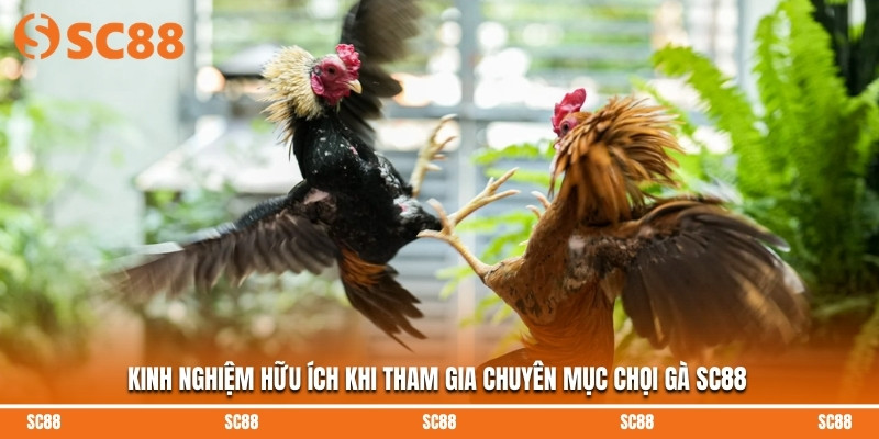 Kinh nghiệm hữu ích khi tham gia chuyên mục chọi gà SC88