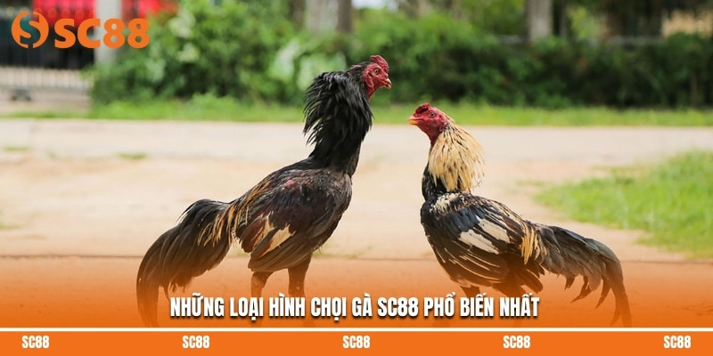 Những loại hình chọi gà SC88 phổ biến nhất