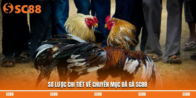 Sơ lược chi tiết về chuyên mục đá gà SC88