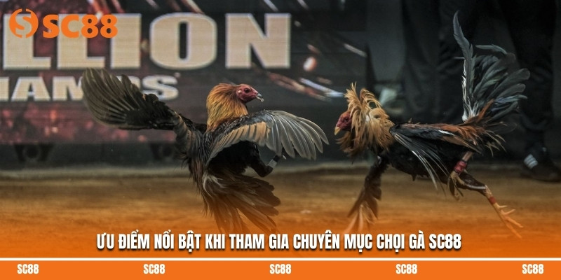 Ưu điểm nổi bật khi tham gia chuyên mục chọi gà SC88